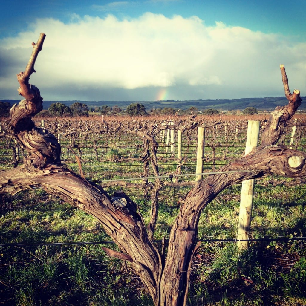 A freshly pruned 17 year old SHZ vine on Omensetter Vineyard