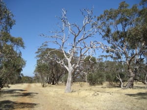 Dead_gum_tree_1