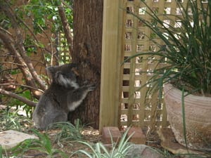 Koala_in_our_yard_1