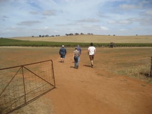 Barossa_vineyard