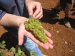 Frontagnac_grapes