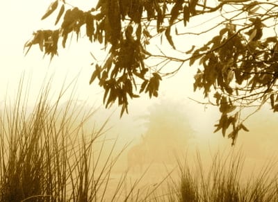 Kangaroo_in_the_fog