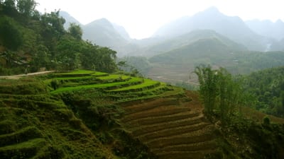 Rice_terraces_5