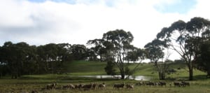 Clare_valley_sheep