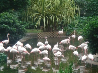 Pink_flamingos